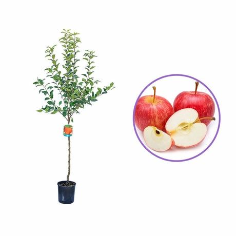 Pomi Fructiferi La Ghiveci (Màr )