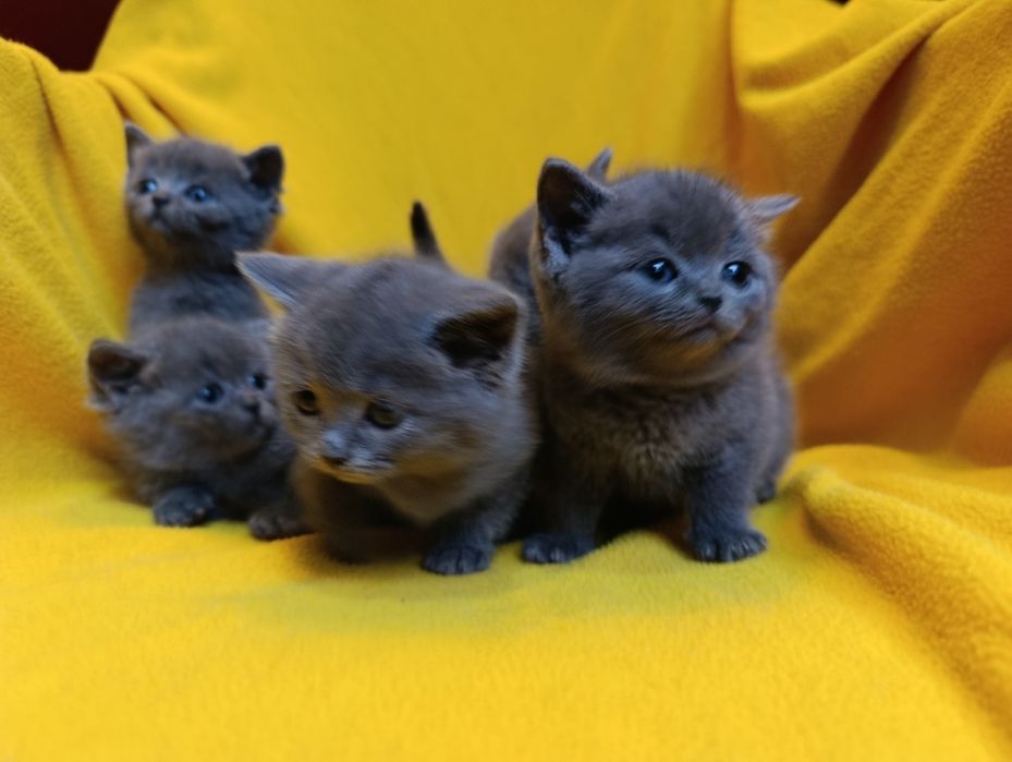 Котета порода Руска синя котка