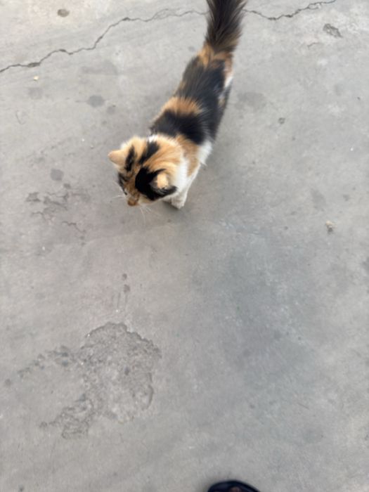 Mushuk кошка tekin