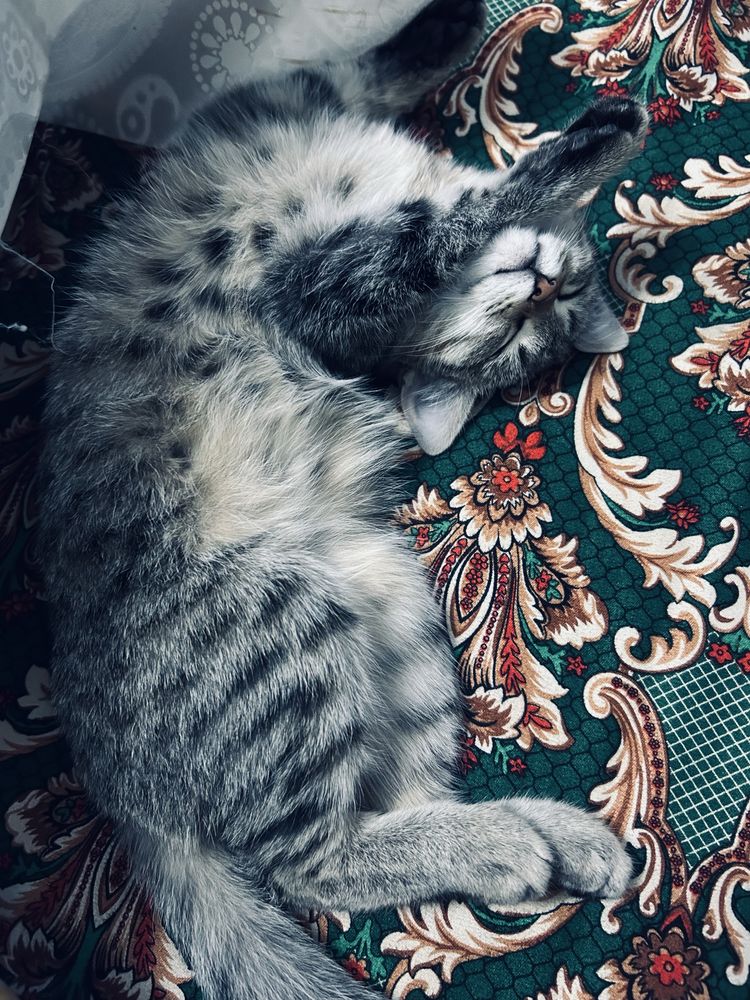 Котята и кошка порода королевская