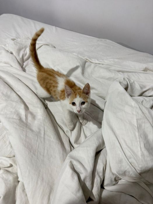 Кот котик кошка кот