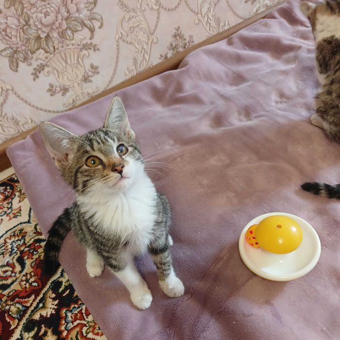 Котята бесплатно