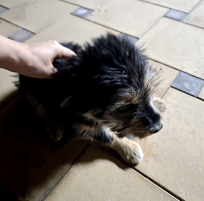 Собачка бесплатно