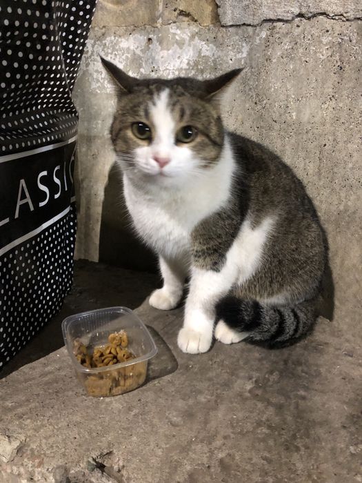 Любимые животные