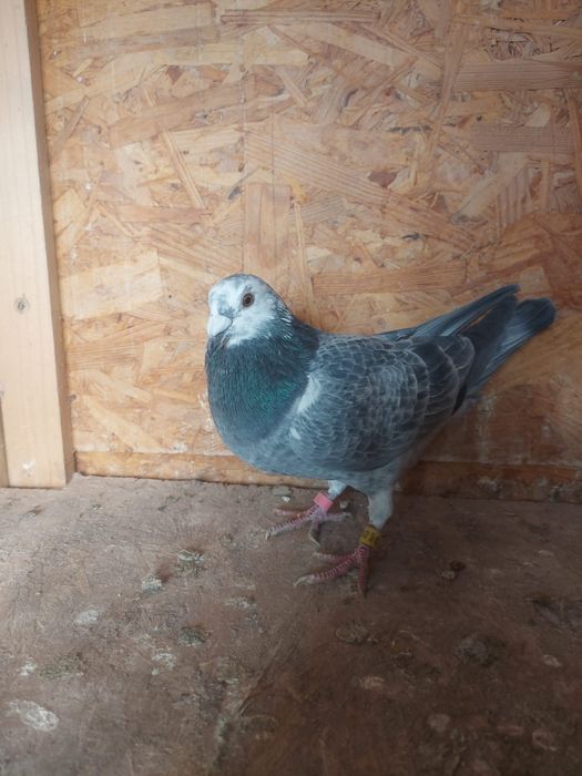 Porumbel  Voiajor viteză