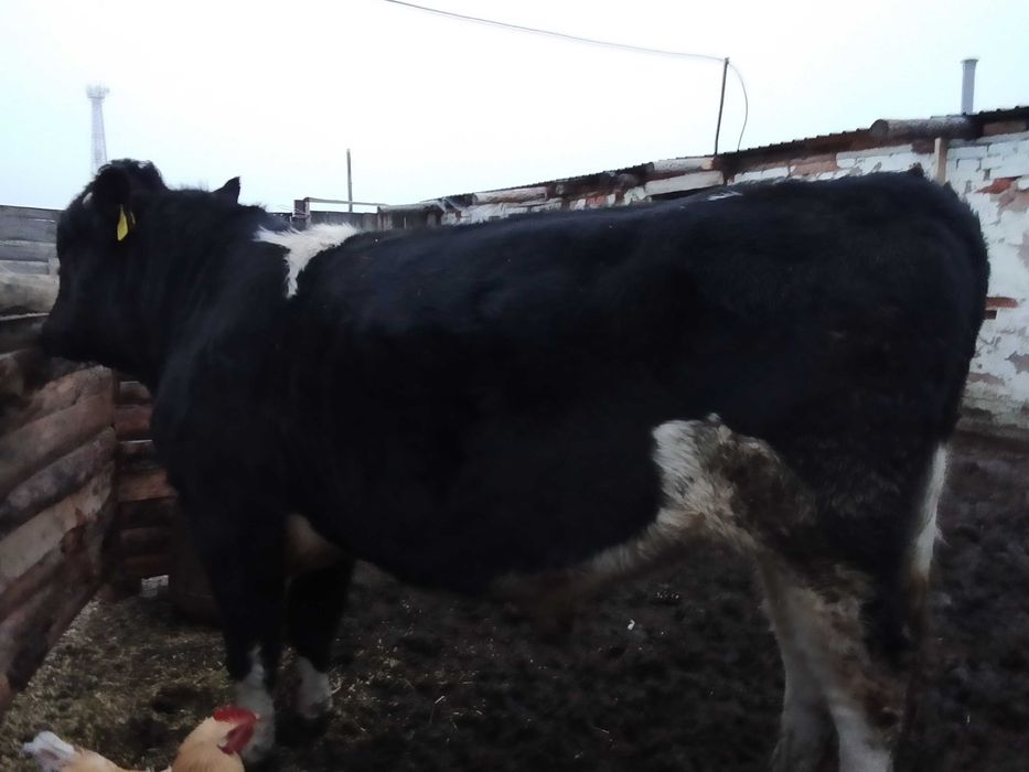 Продам бычка 1, 6 года