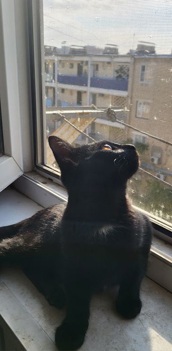 Котёнок отдам хорошие руки