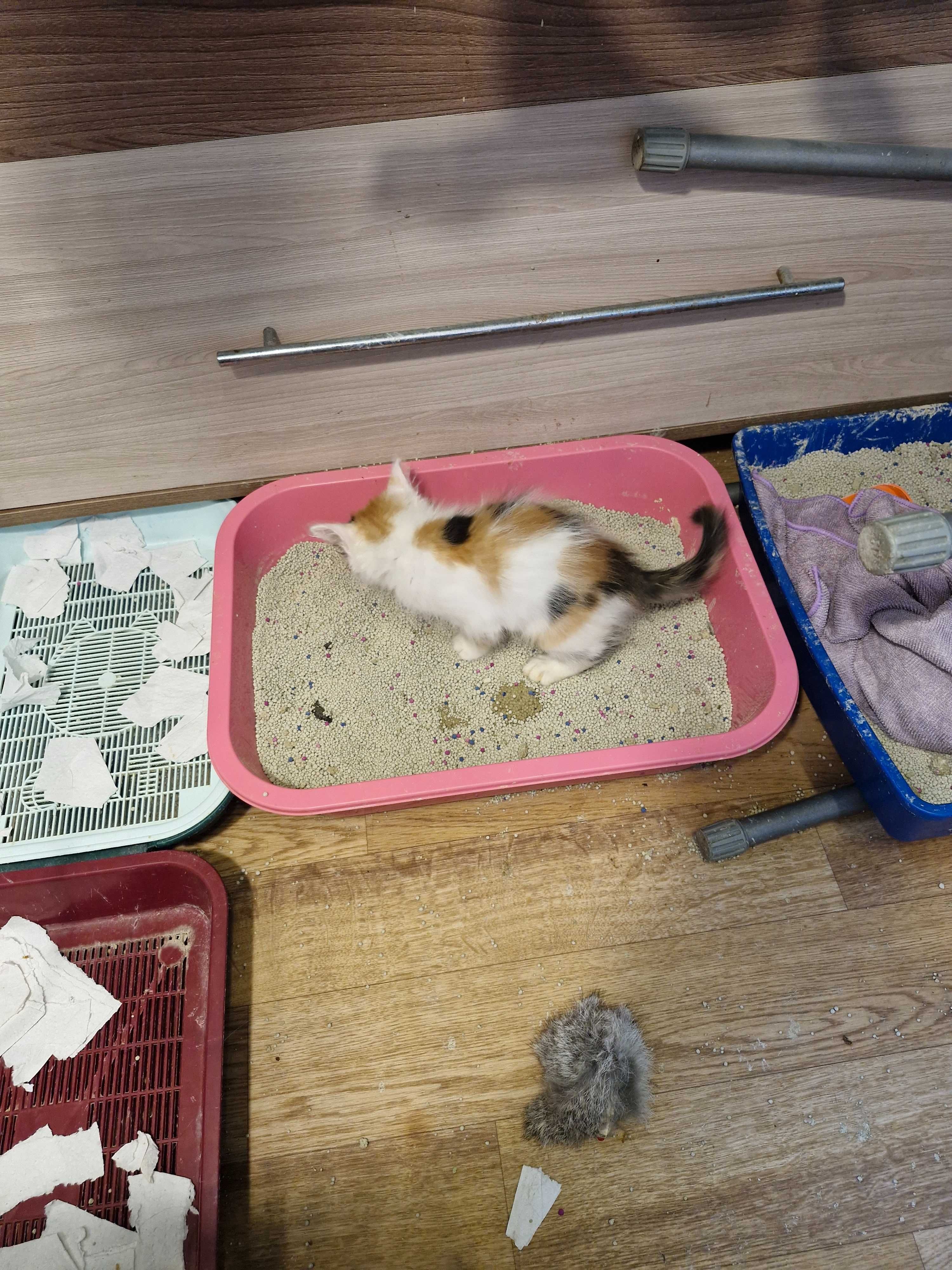 Отдадим котят ответственным людям