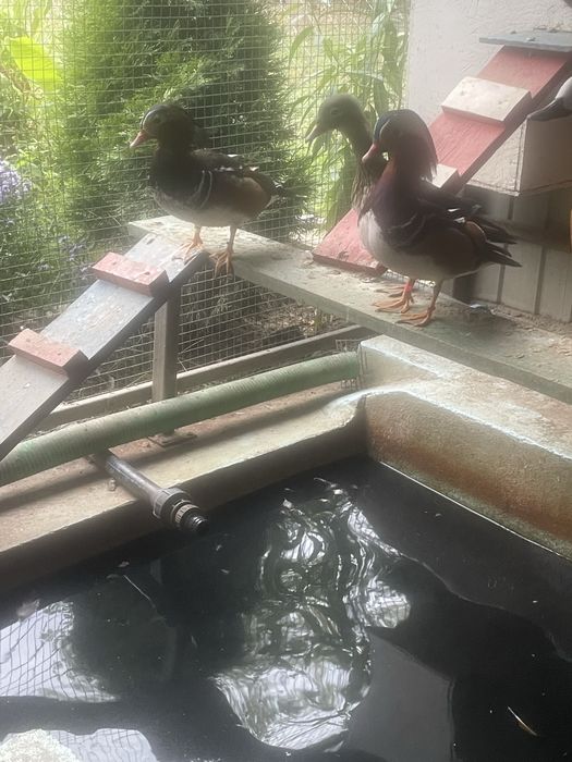 Pereche rațe mandarine si caroline