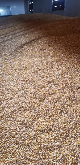 Vand porumb recolta 2025