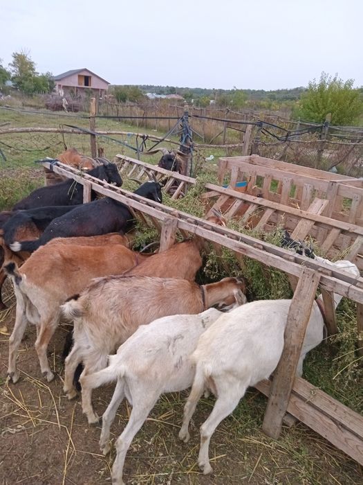 Capre de vânzare. Alpine și anglo-nubian
