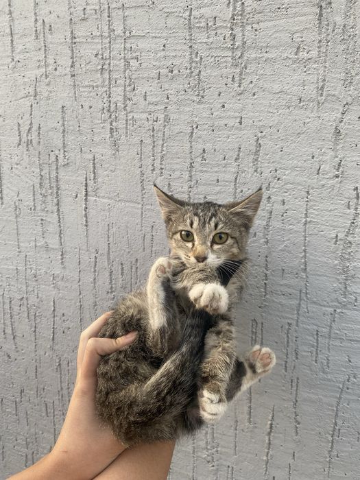 Котенок в хорошие руки, мальчик, 4 месяца