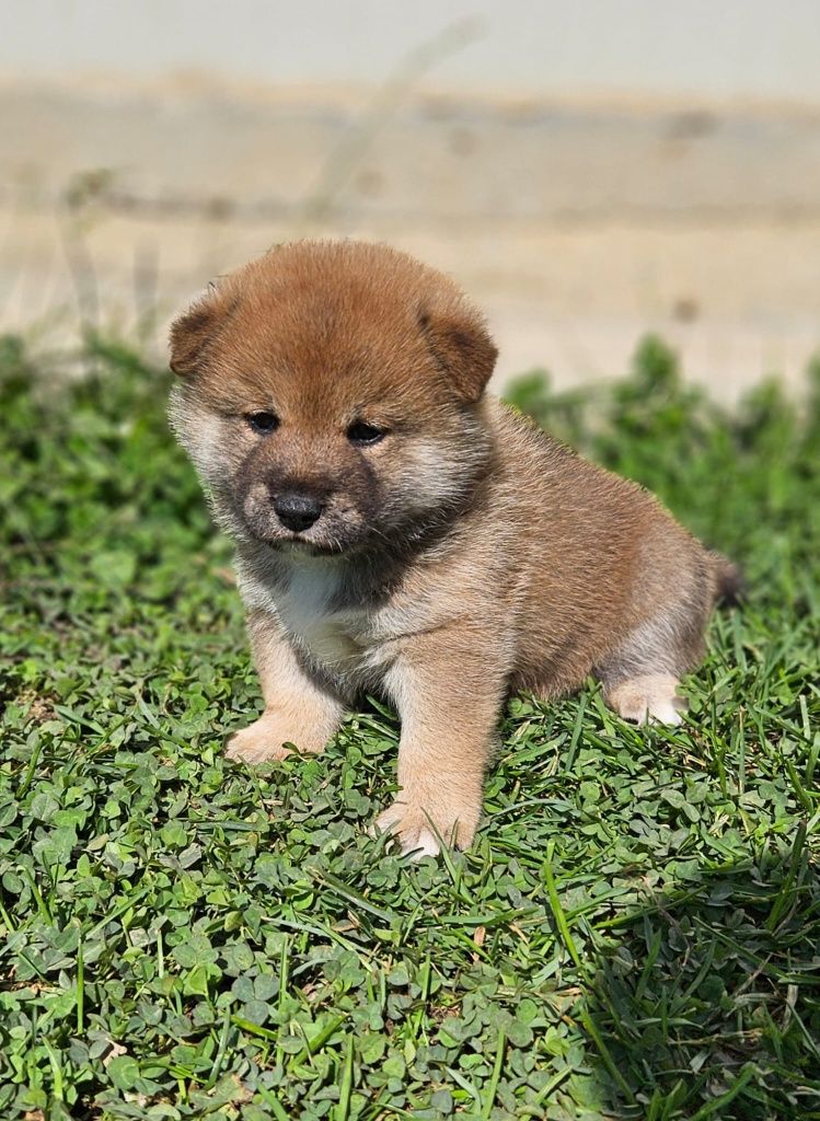 Fetita Shiba cu pedigree
