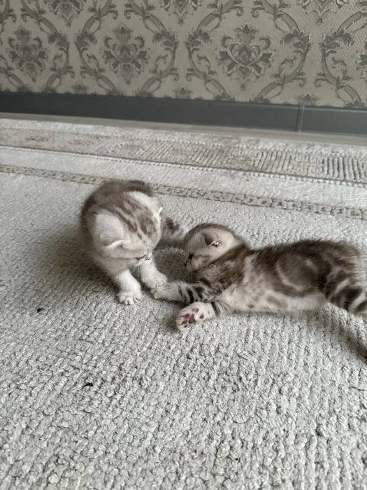 Шотландские вислоухие котята