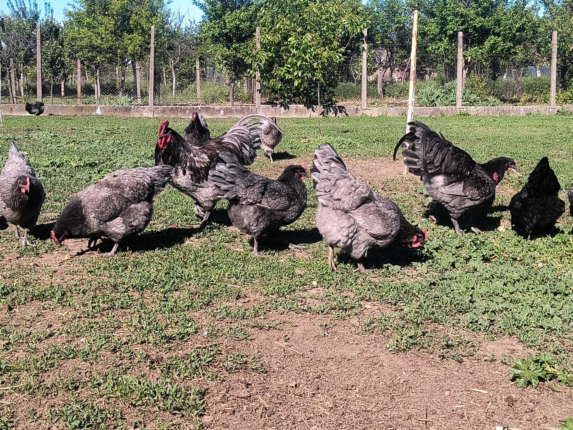 Oua Australorp din gaini tinere