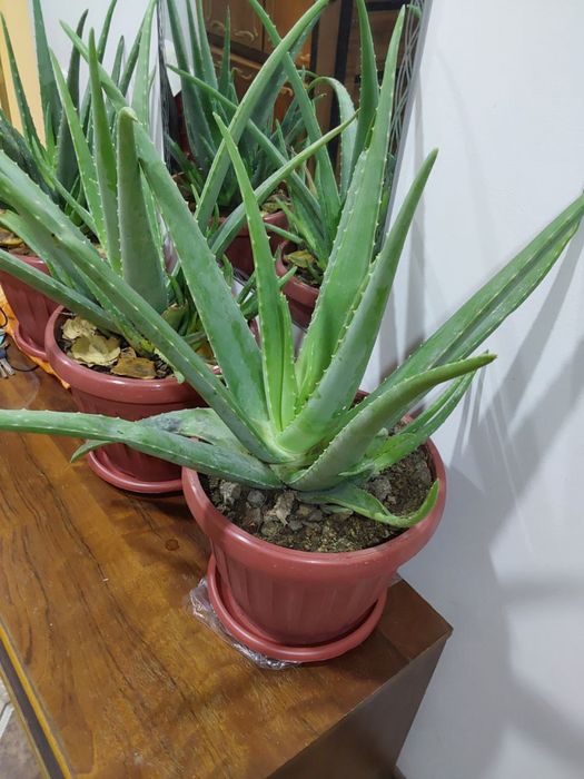 Продается алое-вера