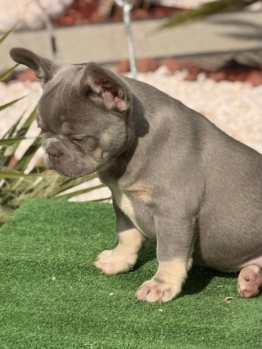 Лилак тан френски булдог