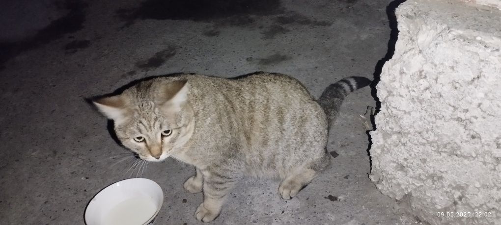 Пристраивается котик