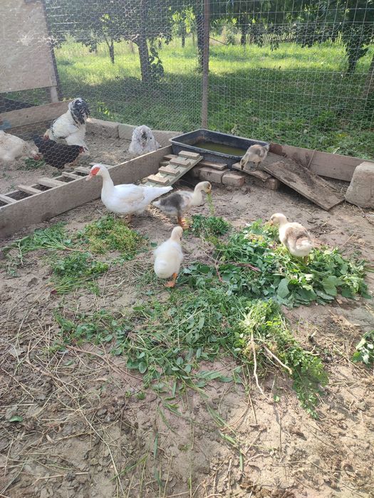 Rata muta cu Boboci de gâscă