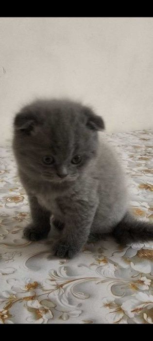 Britanskiy mushukcha