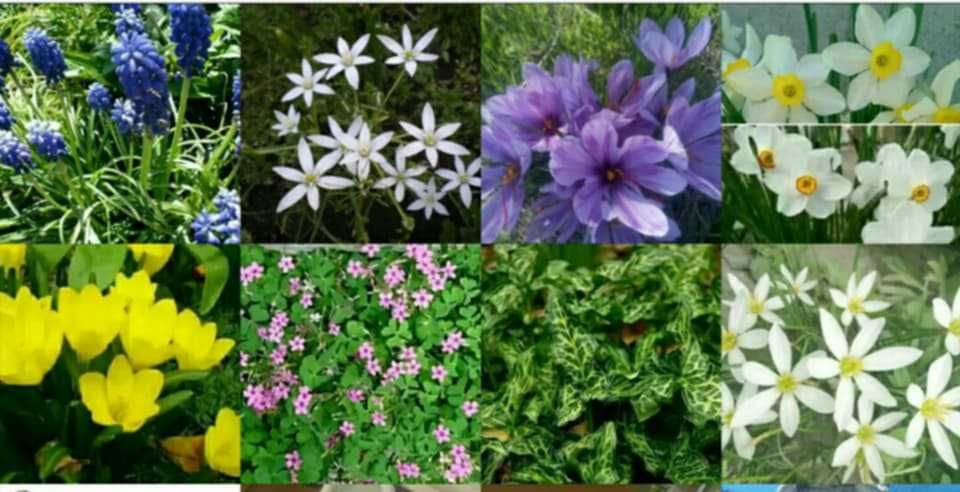 Луковици от 8 вида студоустойчиви цветя