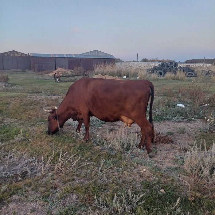 Корова с теленком