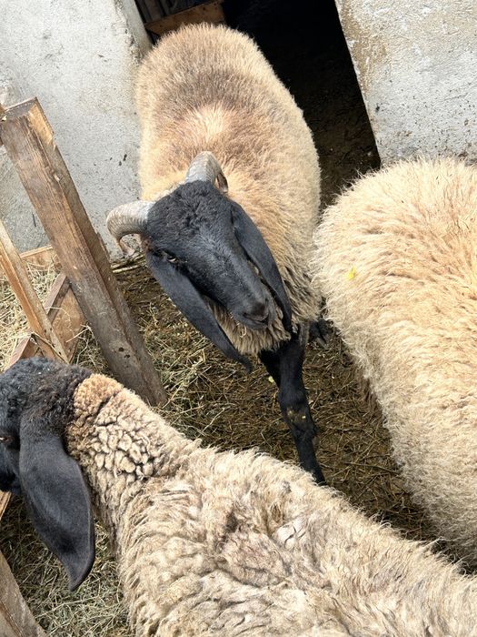 Vand trei miele si un berbec