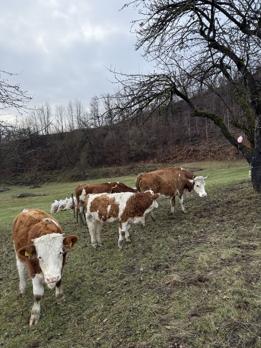 Vând două juninci la a doua fătare