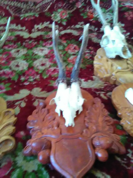 Vând trofeu de caprior