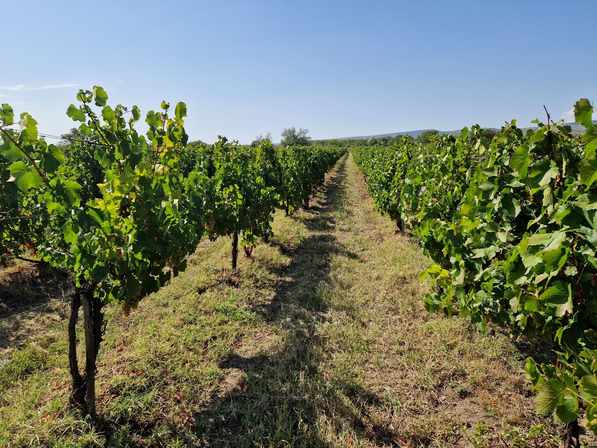 Producator vand struguri pentru vin de calitate DOC Cotesti si must