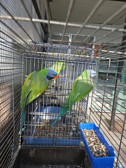 Pereche matura Marele Alexandru China ,Micul Alexandru