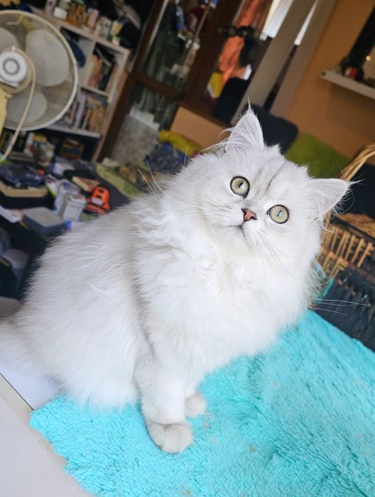 Дългокосмести котенца