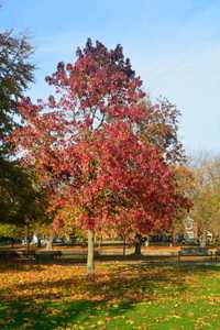 Liquidambar Styraciflua(Arbore de Guma )