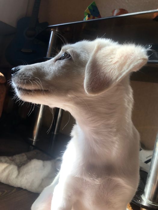 Лабрадор смешка с немецкой овчаркой