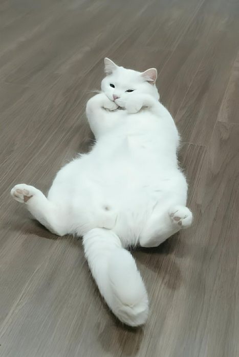 Mushuk ARKAK toza zot