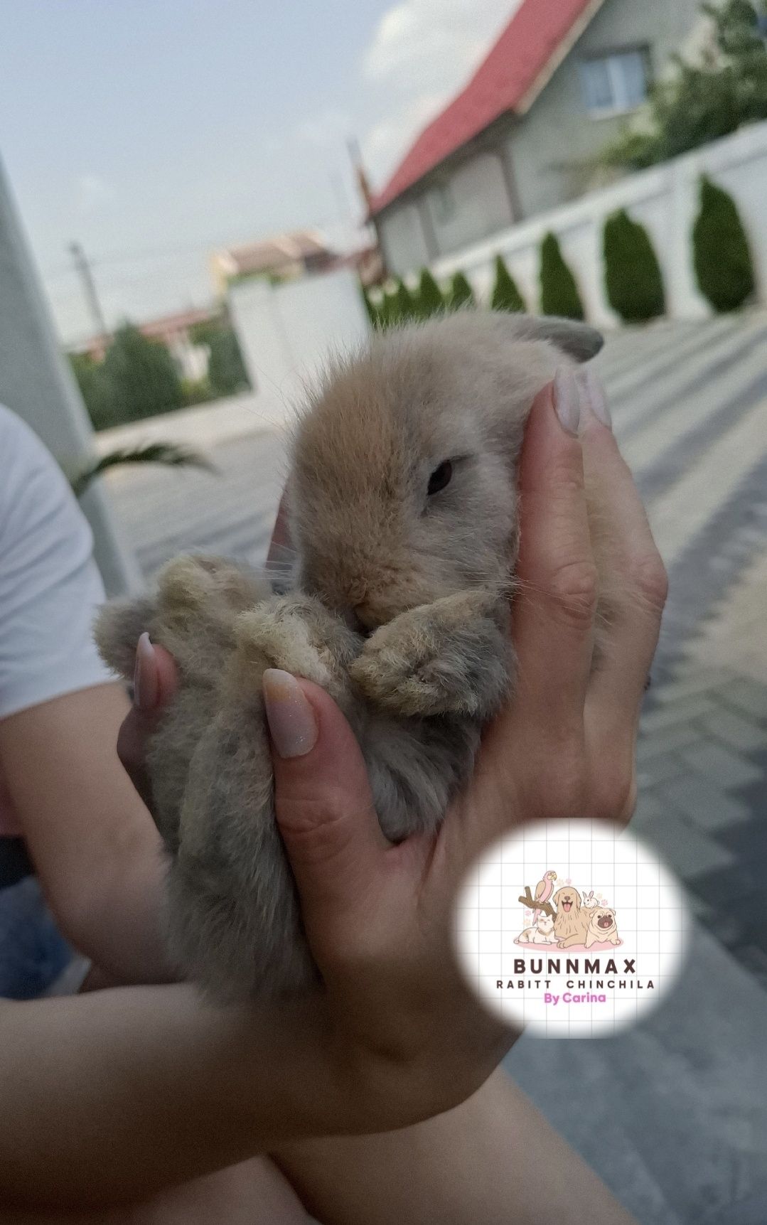 Iepurași cap de leu