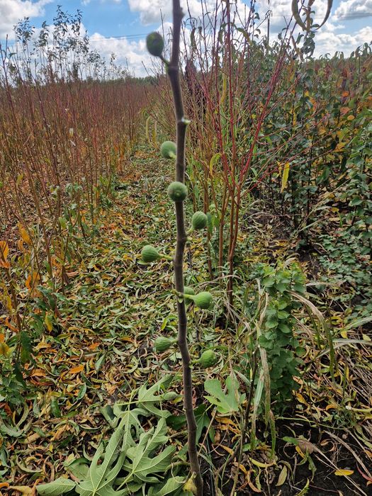 Pomi fructiferi de la producator