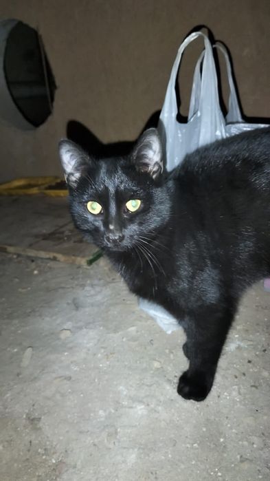 Черный котик ищет дом