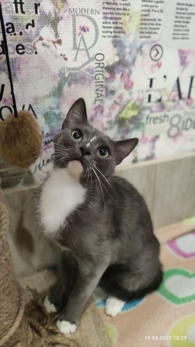 Стерилизованная зеленоглазая красавица Ева 8 месяцев ищет дом!