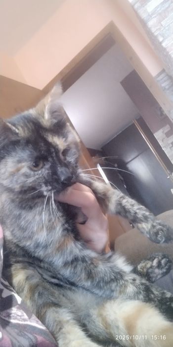 Коте   търси дом!