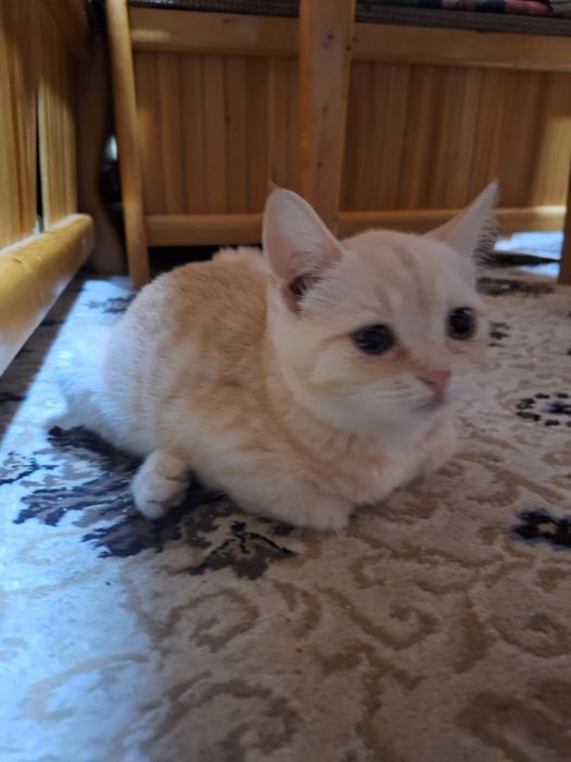 Мушукча скоттиш страйт
