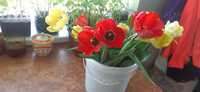 Домашние тюльпаны