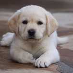 Labrador Retriever auriu femela de vanzare cu vaccin