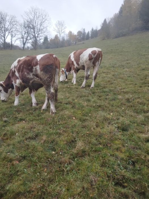 Vand junci de un an si opt luni
