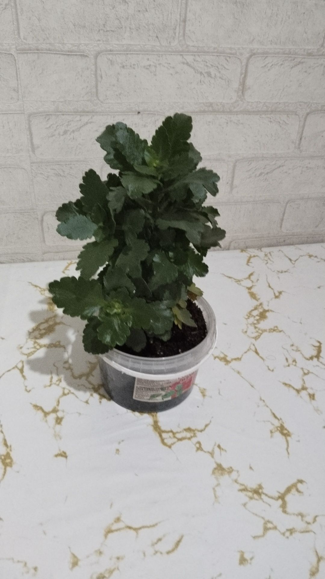 Продается каланхоэ