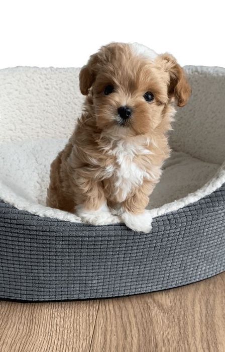 Maltipoo mini toy mascul