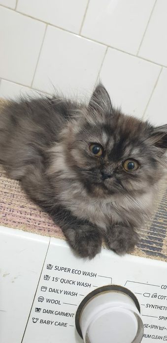 Pisici deosebit de frumoase