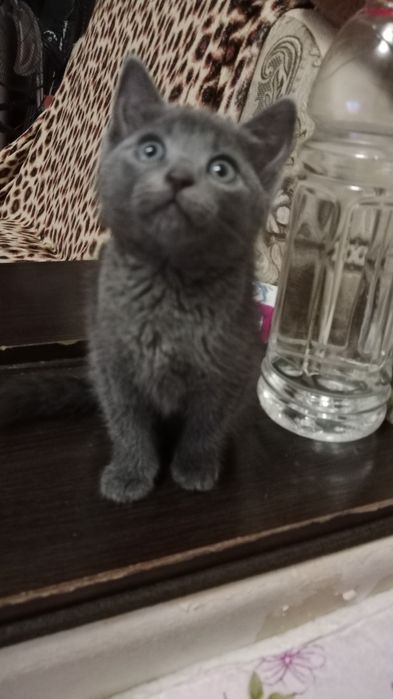 Продам милую кошечку,хорошая ,ласковая