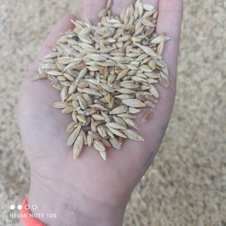 ЯЧМЕНЬ  и пшеница Алматинская обл
