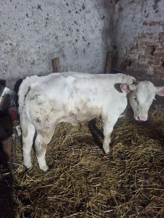 Vitei belgian si baltat